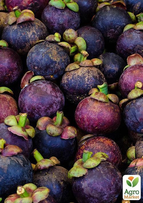 Мангостан "Трійнята" ТМ "Vesna Exclusive" 3шт - фото 5