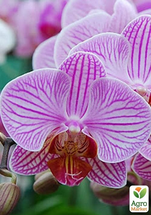 Орхідея (Phalaenopsis) "Tiger" - фото 6