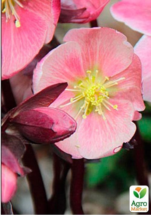 Морозник (Helleborus) "Pink Frost" - фото 3