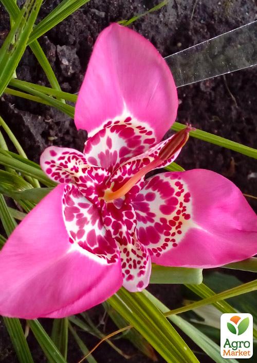 Тігрідія "Рожева" 5шт