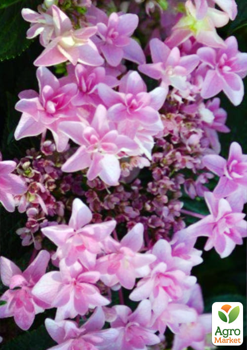 Гортензия крупнолистная "Doppio Rosa" вазон Р9