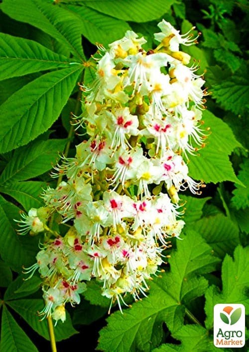 Каштан кінський "Aesculus" (красиво квітуче дерево) висота 20-50см - фото 4
