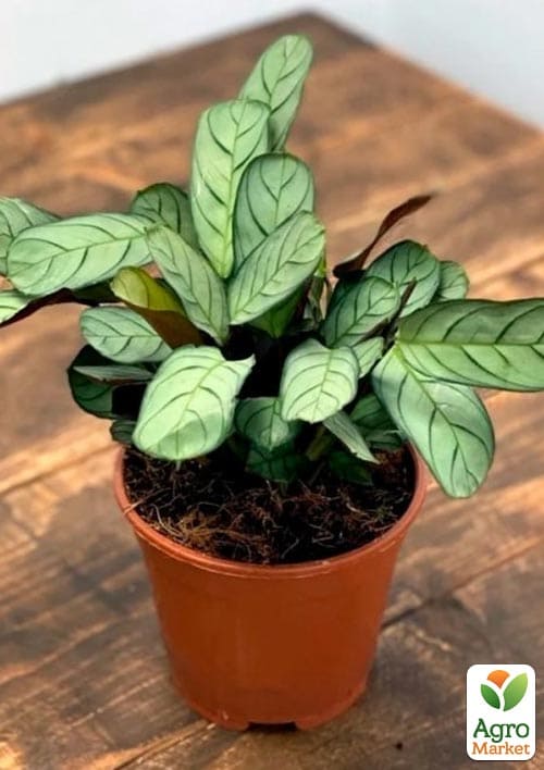 Калатея "Amagris" высота 35-45см