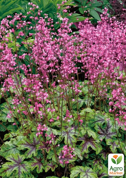 Гейхерелла (Heucherella) "Tapestry" С1 (высота 15-30см)
