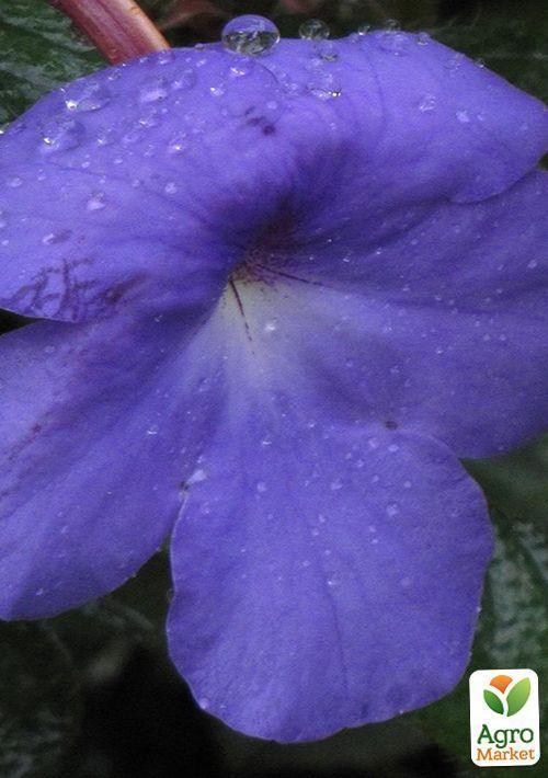 Ахименес "Cattleya-light" 1шт - фото 2