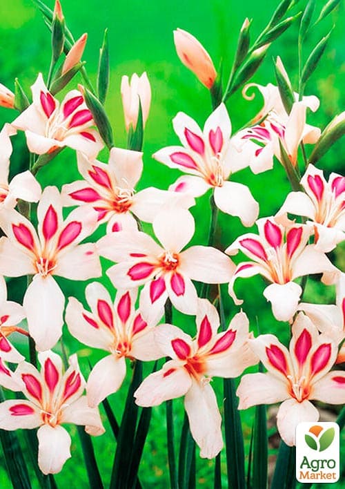 Гладіолус Нанус "Impessive" 3шт - фото 4