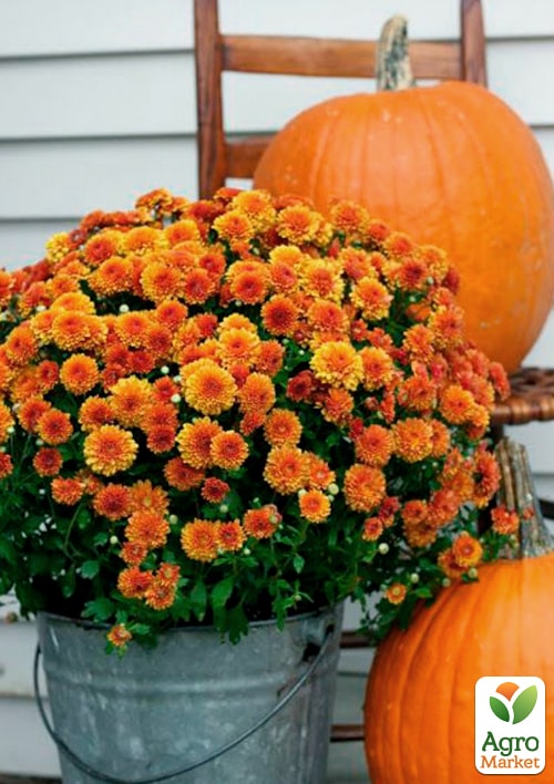 Хризантема мультифлора шарообразная "Milkshake Papaya" 