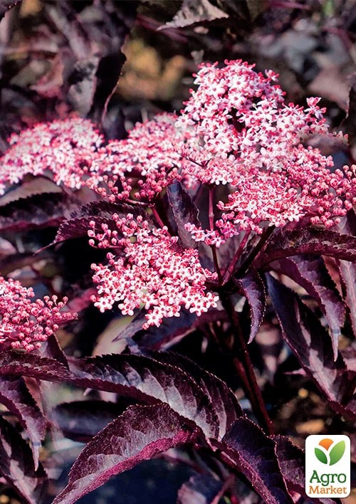 Бузина черная "Black Beauty" контейнер Р9 - фото 2