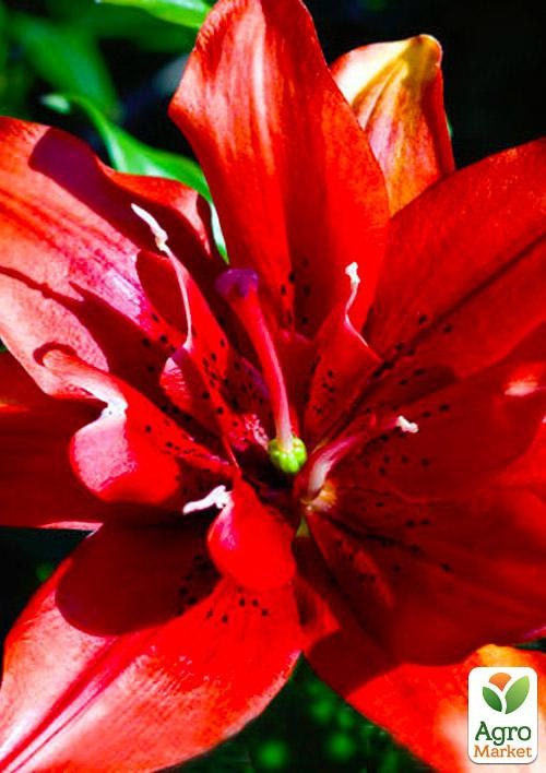 Лилия "Coctail Twins" 1шт в упаковке