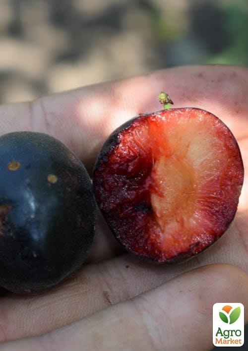 Алыча-Абрикосовый гибрид "Черрикос" (с легким ароматом клубники) - фото 2