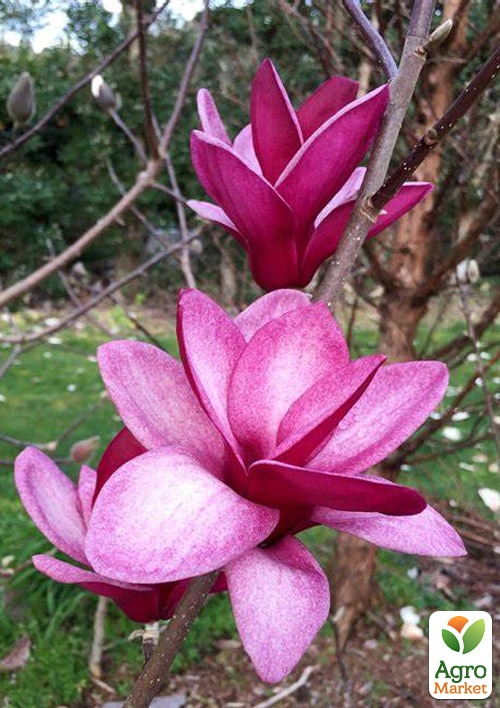 Магнолія 2-річна гібридна "Starburst" (висота 25-35см)