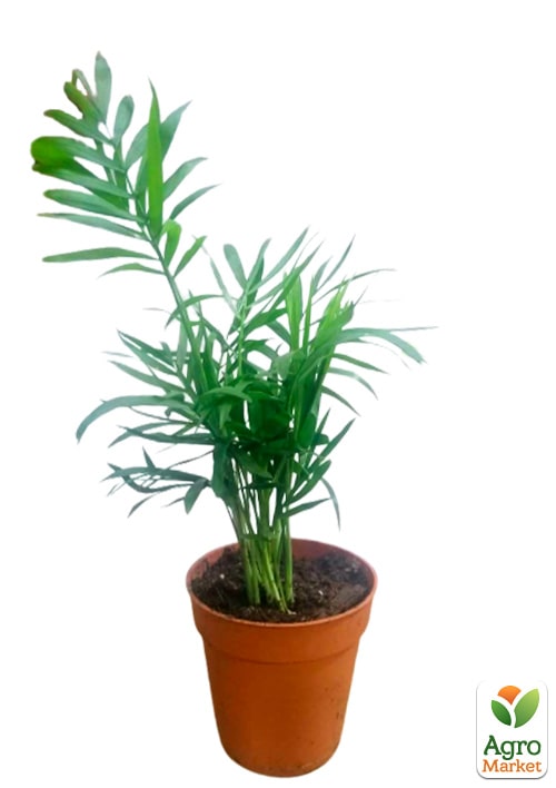 Хамедорея Витончена (Chamaedorea) "Elegans" - фото 7