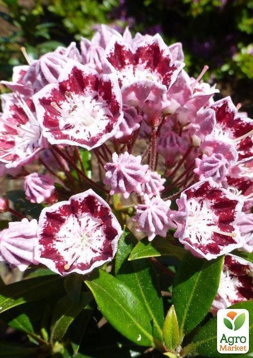 Кальмія latifolia "Minuet" - фото 3