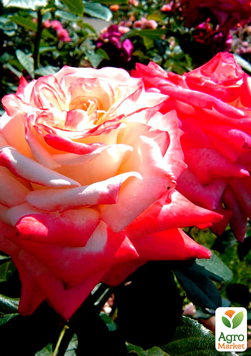 Роза чайно-гибридная "Императрица Фарах" (саженец класса АА+) высший сорт - фото 2