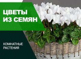 Кімнатні квіти з насіння: що можна виростити без проблем - корисні статті про садівництво від Agro-Market