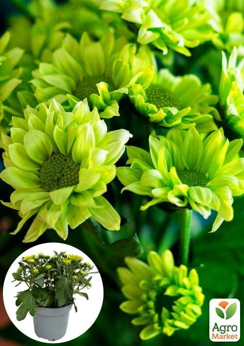 Хризантема "Classic Green" (Нідерланди)