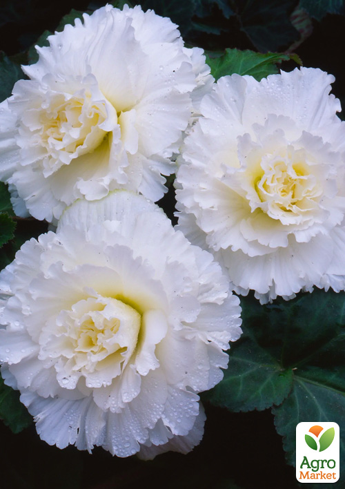 Бегония махровая "Non Stop White" 