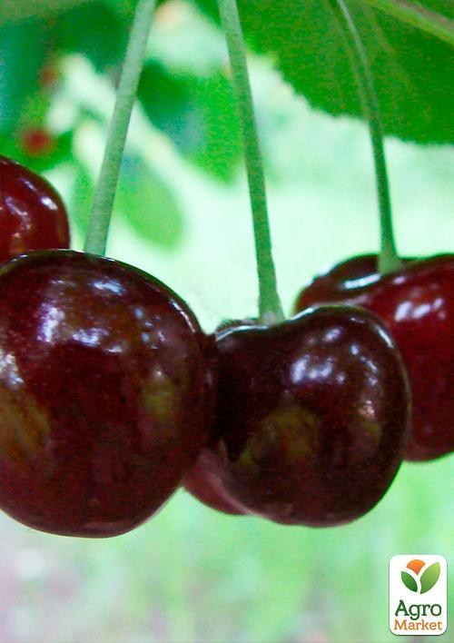 Черешня "Джорджия" (летний сорт, средний срок созревания)