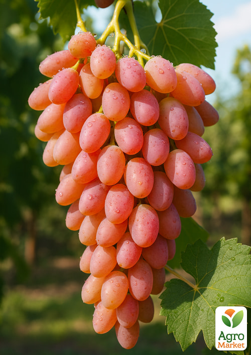 Виноград "Мечта" (кишмиш, ранний срок созревания, высокая урожайность, морозостойкий)
