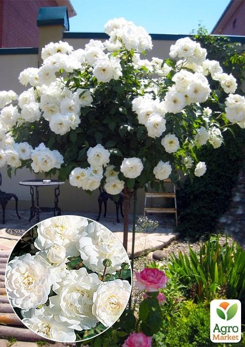 Окулянти Троянди на штамбі «Sea Foam»