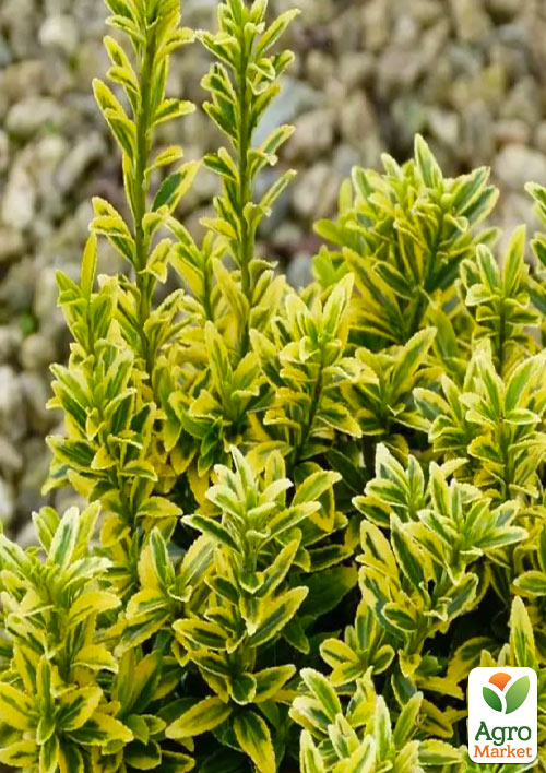Бересклет Японский 2-х летний Microphyllus "Aureovariegatus" (высота 20-40см)