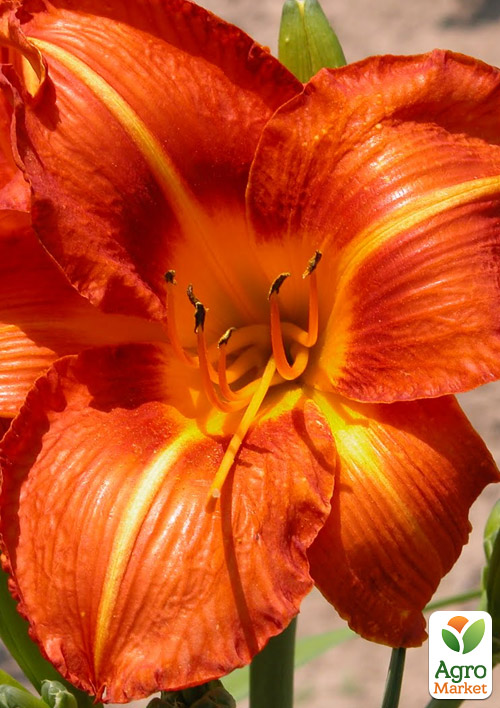 Лилейник "Tuscawilla Tigress" 