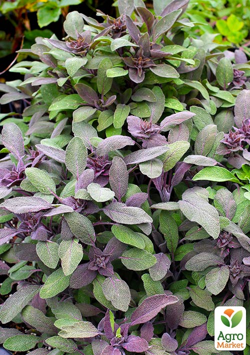 Шалфей "Purpurea"