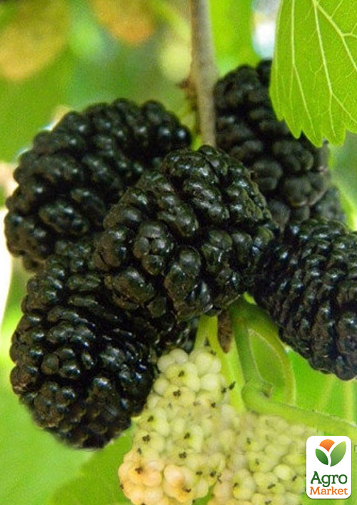 Шовковиця "Крупноплідна" (літній сорт, середній термін дозрівання)