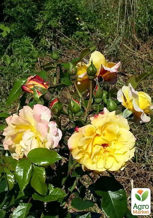 Роза парковая "Ругельда" (саженец класса АА+) высший сорт