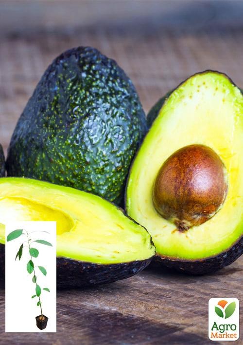 Авокадо (Персея Американская)