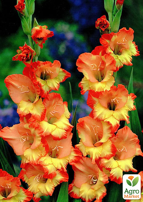 Гладіолус "Princess Margaret Rose"