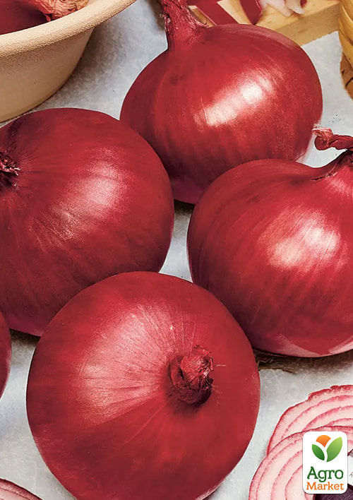 Голландська цибуля-сівок 0.5кг (арбажейка) середньостигла, червона "ROBIN"
