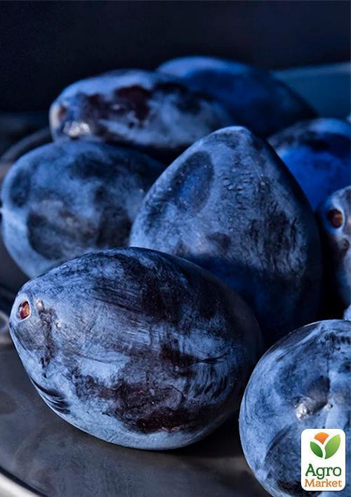 Слива "Геркулес" - фото 4