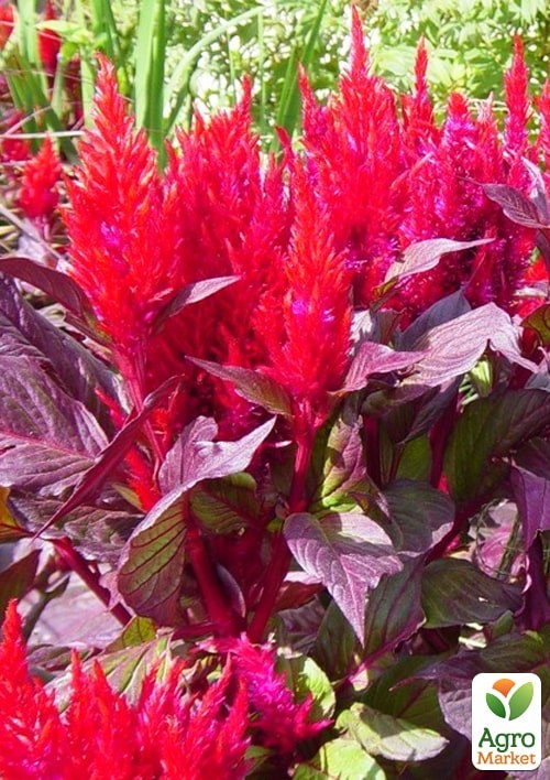 Целозія темнолистна "New Look" - фото 4