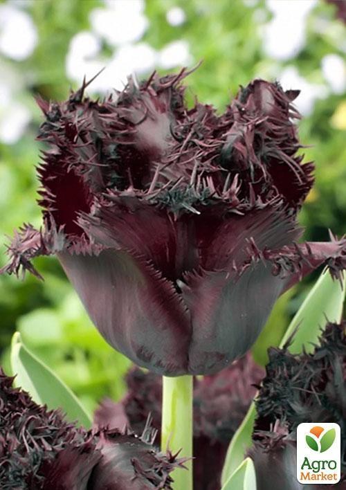 Тюльпан "Black Jewel" (размер 10/11 , крупный) 3шт в упаковке