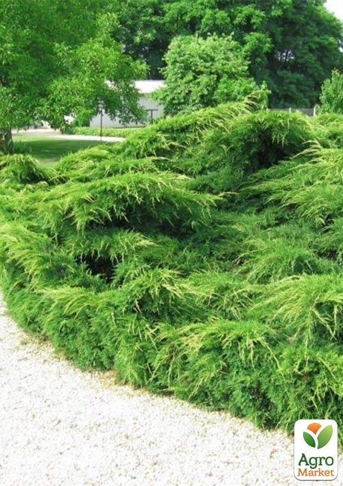 Можжевельник средний "Pfitzeriana" (ком/сетка) диаметр 50-60 см - фото 4
