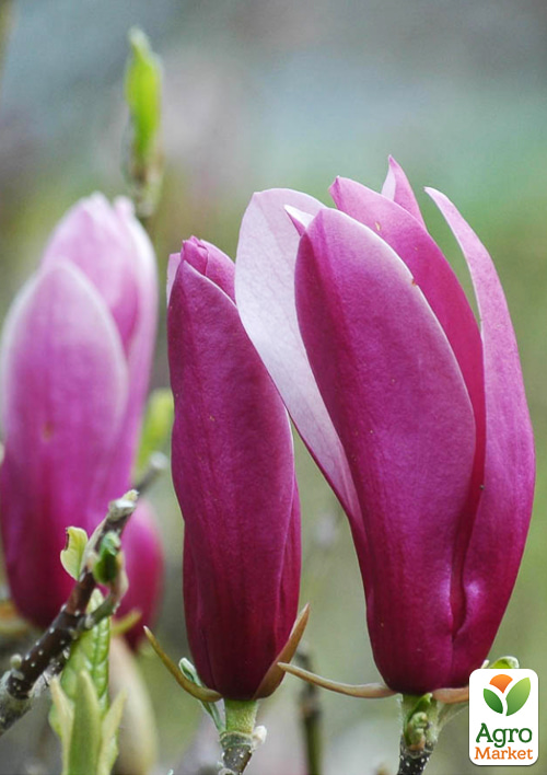 Магнолия 4-х летняя лилиецветная "Nigra" (высота 110-150см) - фото 4