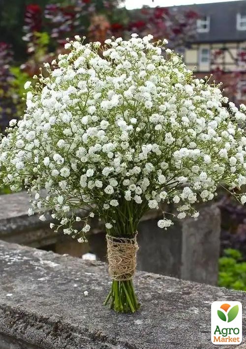 Гіпсофіла "New Star" (букетна під зріз) - фото 2