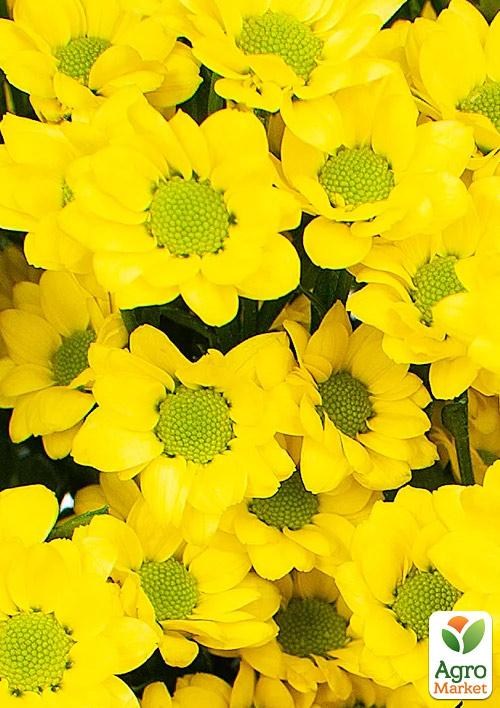 Хризантема кущова середньоквіткова "Tempo Time"