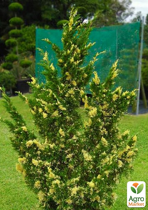 Можжевельник китайский "Stricta Variegata" вазон С1,5 высота 15-25см - фото 2