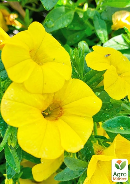 Калібрахоа Calipetite "Yellow" - фото 3