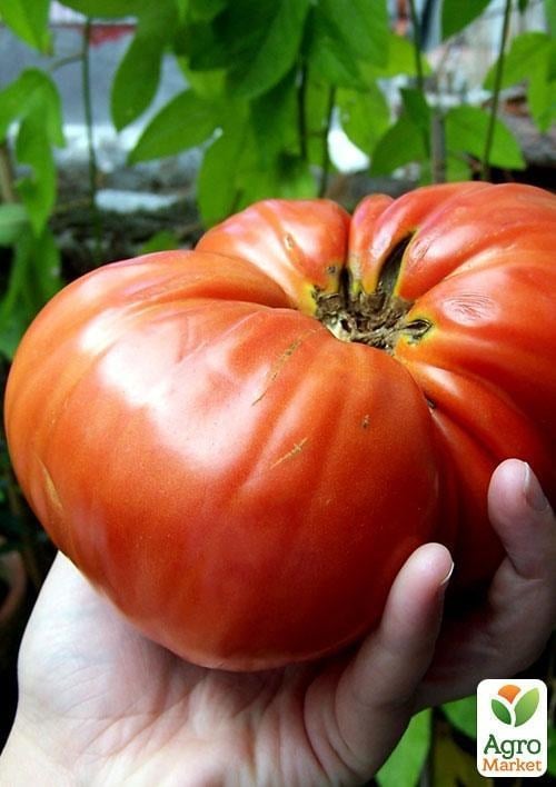 Томат "Исполин" (в банке) ТМ "Весна Органик" 3г