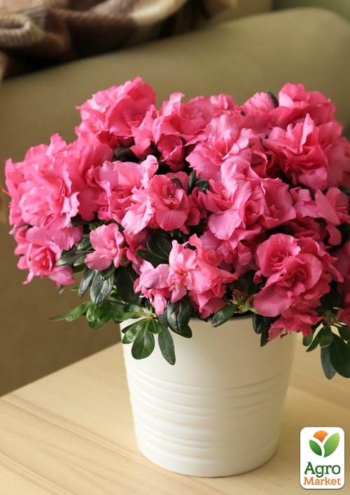 Рододендрон комнатный "Mix" Уценка  - фото 6