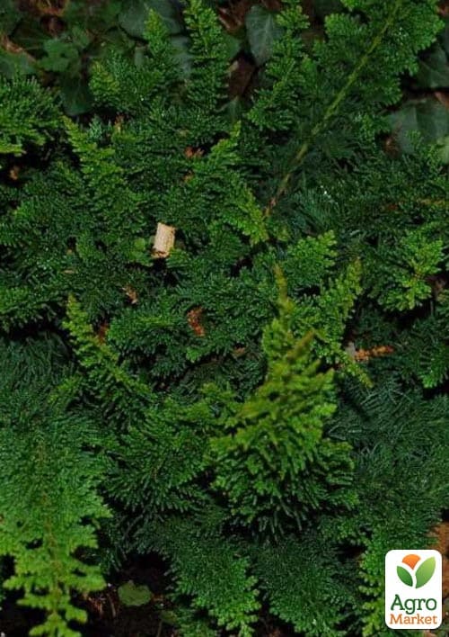 Кипарисовик "Teddy Bear" (вазон P9) - фото 4