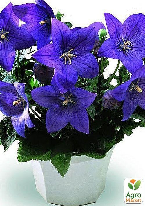 Широкодзвоник (platycodon) "Grandiflorus Mariesii"