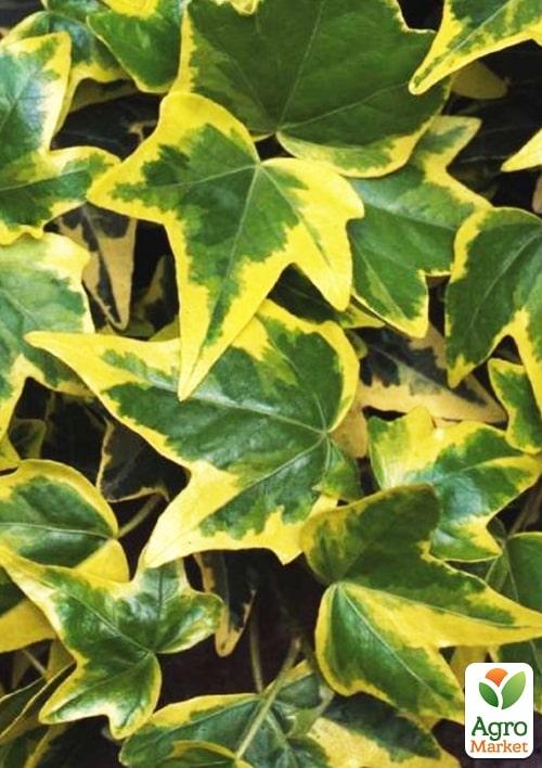 Плющ пестролистный "Goldchild" контейнер Р9