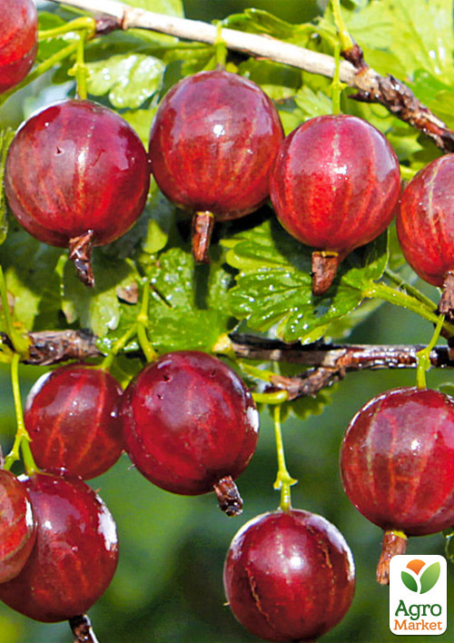 Крыжовник "Краснославянский" (средний срок созревания)