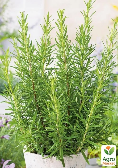 Розмарин "Росинка" ТМ "Vesna Select" 10шт - фото 2