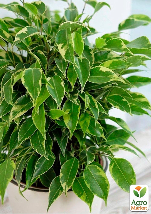 LMTD Фикус Бенджамина "Kumani" переплетенный ствол (высота 35-45см) - фото 6