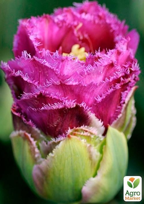 Тюльпан "Purple Tower" (размер 11/12 , крупный) 3шт в упаковке